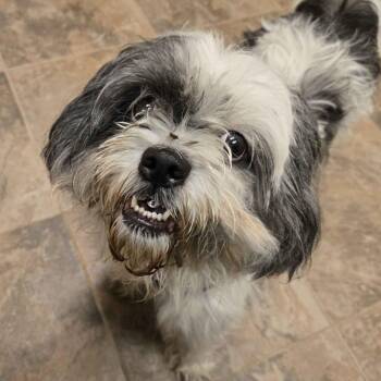Chloe -  Shih Tzu Dog for Adoption in Gloucester, Virginia - Chloe | PetCurious