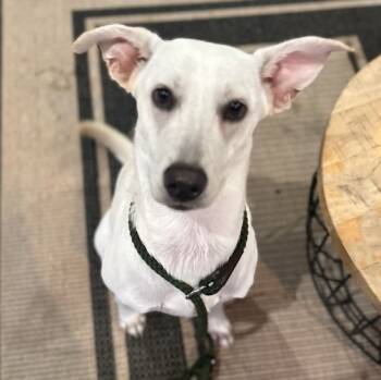Rescue Labrador Retriever Dogs for Adoption in Houston, Texas - Lily | PetCurious