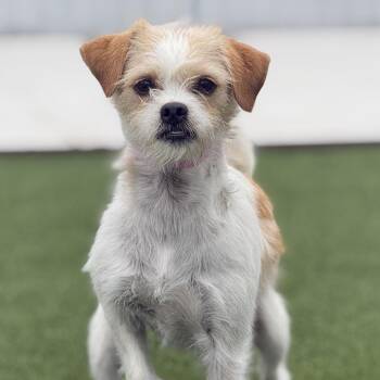 Pooka -  Terrier Dog for Adoption in Hondo, Texas - Pooka | PetCurious
