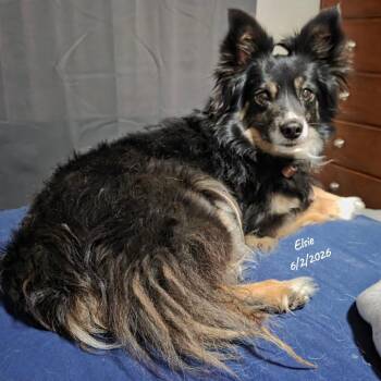 Elise -  Australian Shepherd Dog for Adoption in Loves Park, Illinois - Elise | PetCurious