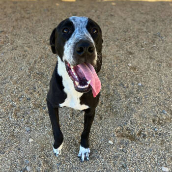 Rescue Mixed Breed Dogs for Adoption in Las Cruces, New Mexico - Finn | PetCurious