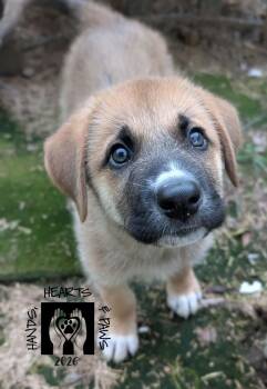 Mouse Rat -  Anatolian Shepherd Dog for Adoption in Omaha, Nebraska - Mouse Rat | PetCurious