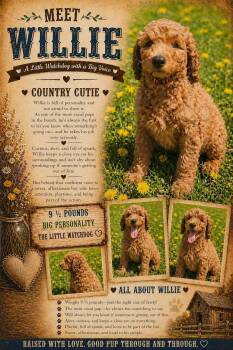 Irish Setter and Goldendoodle Dogs Available for Adoption in New Berlin, Wisconsin - WILLIE    $425 | PetCurious