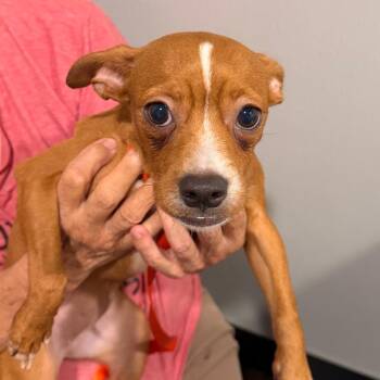 Chihuahua and Mixed Breed Dogs Available for Adoption in Tampa, Florida - Nubby | PetCurious