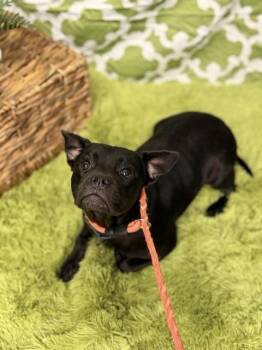 Rex -  Pug Dog for Adoption in Aurora, Colorado - Rex | PetCurious