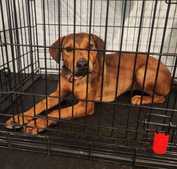 Layla -  Hound and Pug Dog for Adoption in Bothell, Washington - Layla | PetCurious