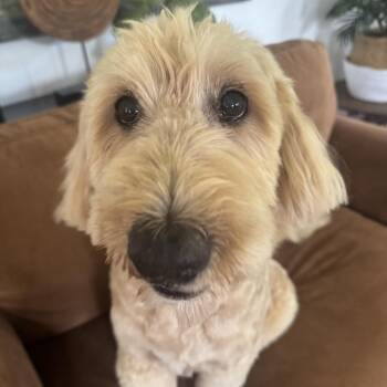 KATRINA (677) -  Standard Poodle and Labrador Retriever Dog for Adoption in Indiantown, Florida - KATRINA (677) | PetCurious