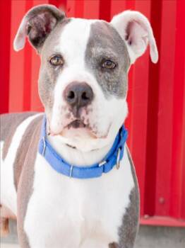 Pit Bull Terrier Dogs Available for Adoption - RAISIN | PetCurious