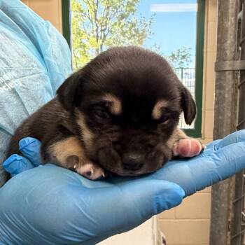 Tiana -  German Shepherd Dog and Mixed Breed Dog for Adoption in Reno, Nevada - Tiana | PetCurious