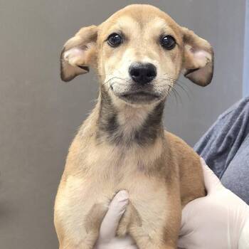 Flop -  Labrador Retriever and Shepherd Dog for Adoption in Hattiesburg, Mississippi - Flop | PetCurious