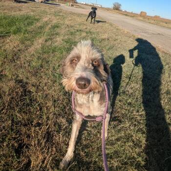 Rescue Aussiedoodle Dogs for Adoption in Newport, Arkansas - Maggie | PetCurious