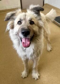 Great Pyrenees and Mixed Breed Dogs Available for Adoption in Derwood, Maryland - PANDORA | PetCurious