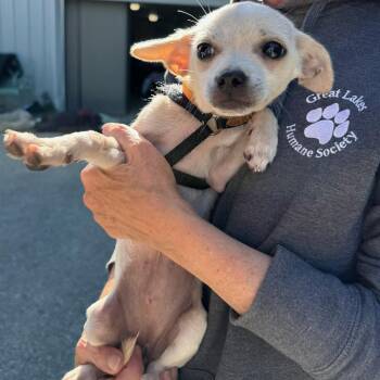 Joy -  Chihuahua Dog for Adoption in Traverse City, Michigan - Joy | PetCurious