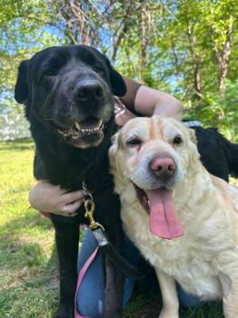Labrador Retriever and Shar Pei Dogs Available for Adoption in Brick Township, New Jersey - Marley *bonded Pair* | PetCurious