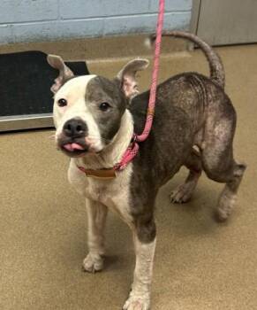 Reba -  Mixed Breed Dog for Adoption in Chamblee, Georgia - Reba | PetCurious