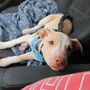 Rescue Mixed Breed Dogs for Adoption in Alma, Michigan - Faye (Felicity