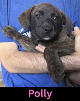 Labrador Retriever Dogs Available for Adoption in The Woodlands, Texas - Polly | PetCurious