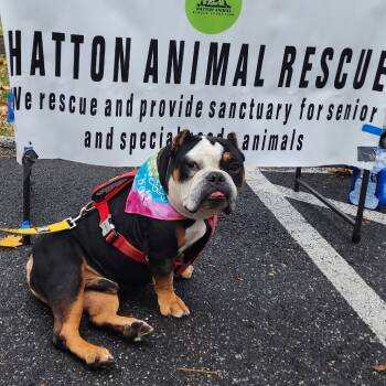 Rescue English Bulldog Dogs for Adoption in Glenelg, Maryland - Helium | PetCurious