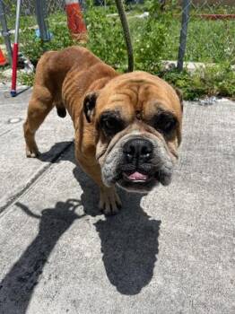 American Bulldog Dogs Available for Adoption in Doral, Florida - BUTCH | PetCurious