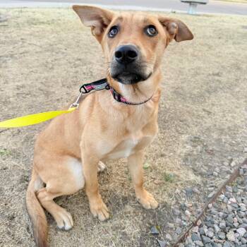 Shepherd Dogs Available for Adoption in Parker, Colorado - 493 (2026) Peanut | PetCurious
