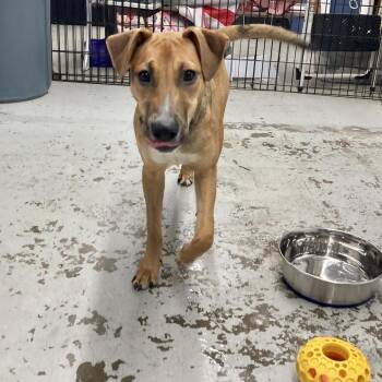 Hula -  Mountain Cur Dog for Adoption in Groveland, Massachusetts - Hula | PetCurious