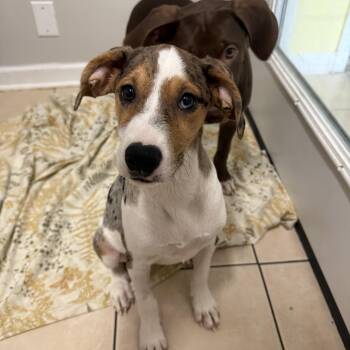 Neyland -  Hound Dog for Adoption in Hendersonville, Tennessee - Neyland | PetCurious