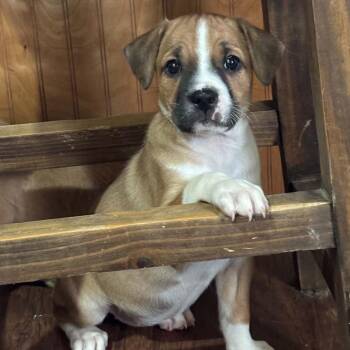 Juliet -  Boxer and Black Labrador Retriever Dog for Adoption in The Woodlands, Texas - Juliet | PetCurious