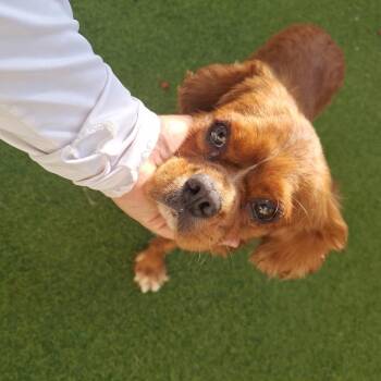 Dean 7020 -  Spaniel Dog for Adoption in Loxahatchee Groves, Florida - Dean 7020 | PetCurious
