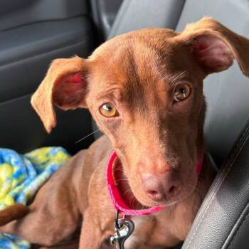 Jasmine -  Mixed Breed Dog for Adoption in Fredericksburg, Virginia - Jasmine | PetCurious