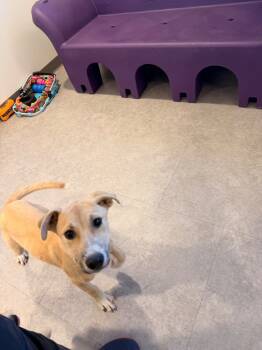 Rescue Mixed Breed Dogs for Adoption in Bossier City, Louisiana - Franco | PetCurious