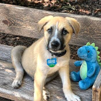 Shepherd Dogs Available for Adoption in Boerne, Texas - Lars | PetCurious