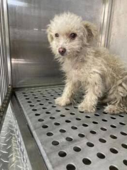 Lil Girl -  Bichon Frise and Mixed Breed Dog for Adoption in Morton Grove, Illinois - Lil Girl | PetCurious