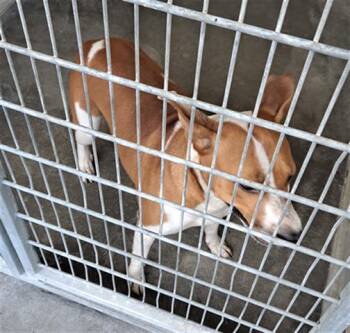 Rat Terrier Dogs Available for Adoption in Texas City, Texas - ROXY | PetCurious