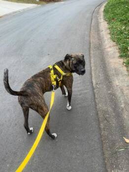 Mixed Breed Dogs Available for Adoption - Darla | PetCurious