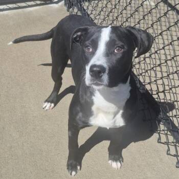 Terrier Dogs Available for Adoption in Des Moines, Iowa - Weaver | PetCurious