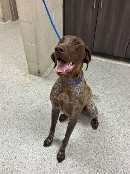 Trout $550 -  German Shorthaired Pointer Dog for Adoption in West Milwaukee, Wisconsin - Trout $550 | PetCurious