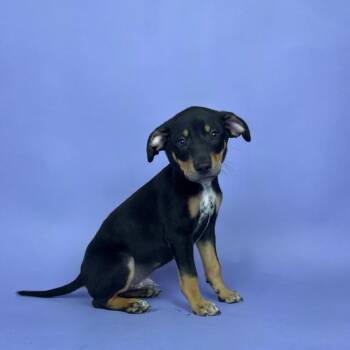 Miniature Pinscher and Chihuahua Dogs Available for Adoption - Nelson | PetCurious