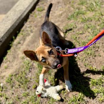 Mixed Breed Dogs Available for Adoption in New York, New York - Momo | PetCurious