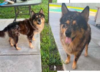 Roscoe -  Chow Chow and Australian Shepherd Dog for Adoption in Boulder, Colorado - Roscoe | PetCurious