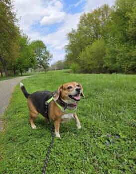 Beagle Dogs Available for Adoption in Chatham, Ontario - Princess | PetCurious