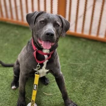 Pit Bull Terrier Dogs Available for Adoption in Las Vegas, Nevada - KIKO | PetCurious