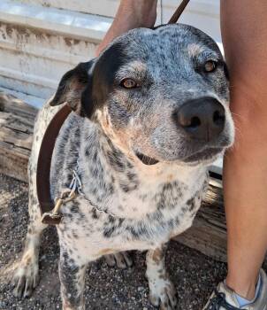 Arti -  Australian Cattle Dog Blue Heeler Dog for Adoption in Deming, New Mexico - Arti | PetCurious