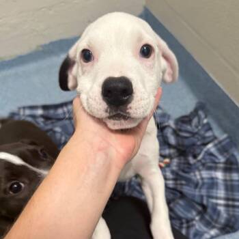 Luke -  Mixed Breed Dog Available for Adoption in Gainesville, Florida - Luke | PetCurious