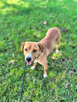 Goldie -  Labrador Retriever and Mixed Breed Dog for Adoption in Aiken, South Carolina - Goldie | PetCurious