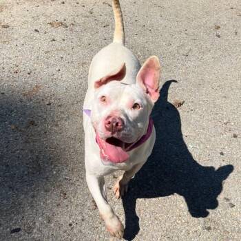 Lyric -  Terrier and Mixed Breed Dog for Adoption in Falls Church, Virginia - Lyric | PetCurious