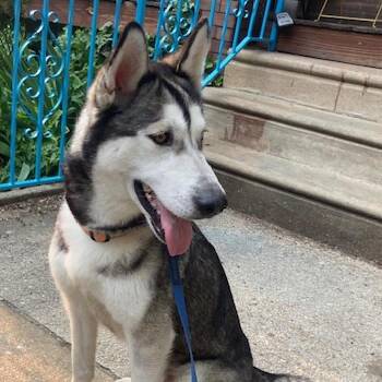 Husky Dogs Available for Adoption - Ariel | PetCurious