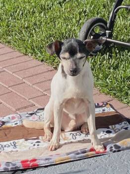 Rat Terrier Dogs Available for Adoption in Winter Garden, Florida - Branley | PetCurious