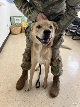 BOSCO -  Labrador Retriever and Mixed Breed Dog for Adoption in Killeen, Texas - BOSCO | PetCurious