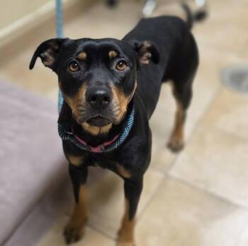 Mixed Breed Dogs Available for Adoption - Ruby (finder) | PetCurious