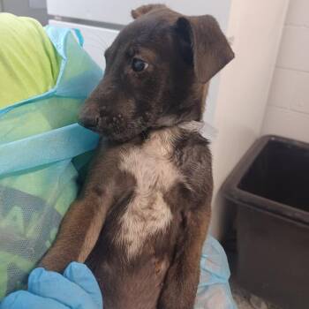 Regal Rose -  Shepherd and Labrador Retriever Dog for Adoption in Hattiesburg, Mississippi - Regal Rose | PetCurious